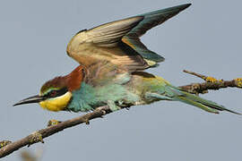 European Bee-eater