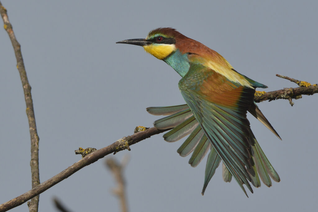 European Bee-eater, identification