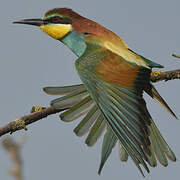 European Bee-eater