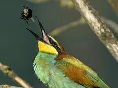 European Bee-eater