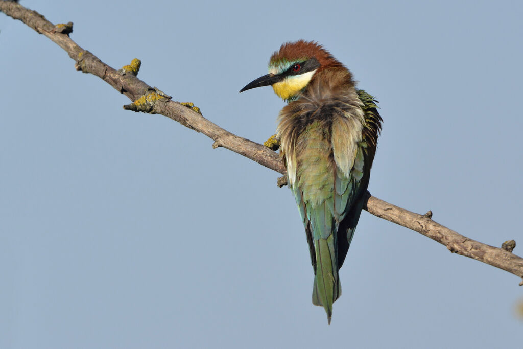 European Bee-eater