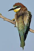 European Bee-eater