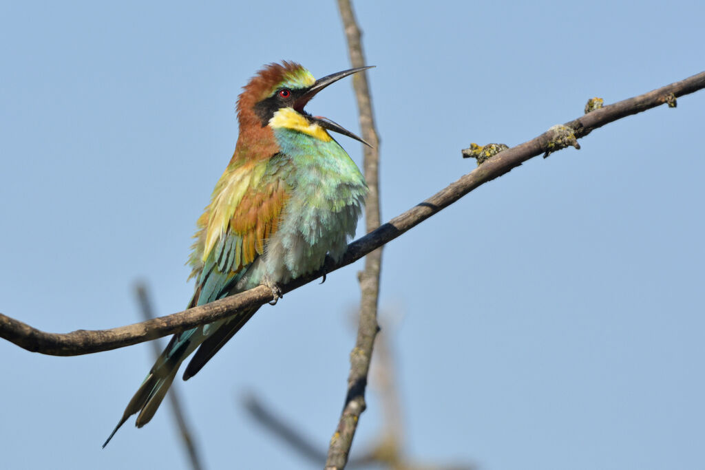 European Bee-eater