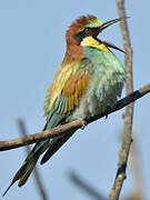 European Bee-eater