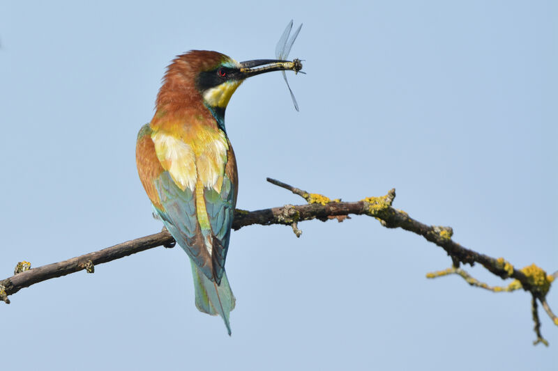 European Bee-eater, feeding habits