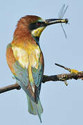 European Bee-eater