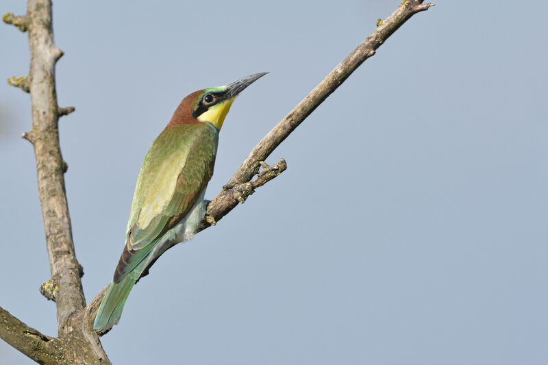 European Bee-eaterjuvenile
