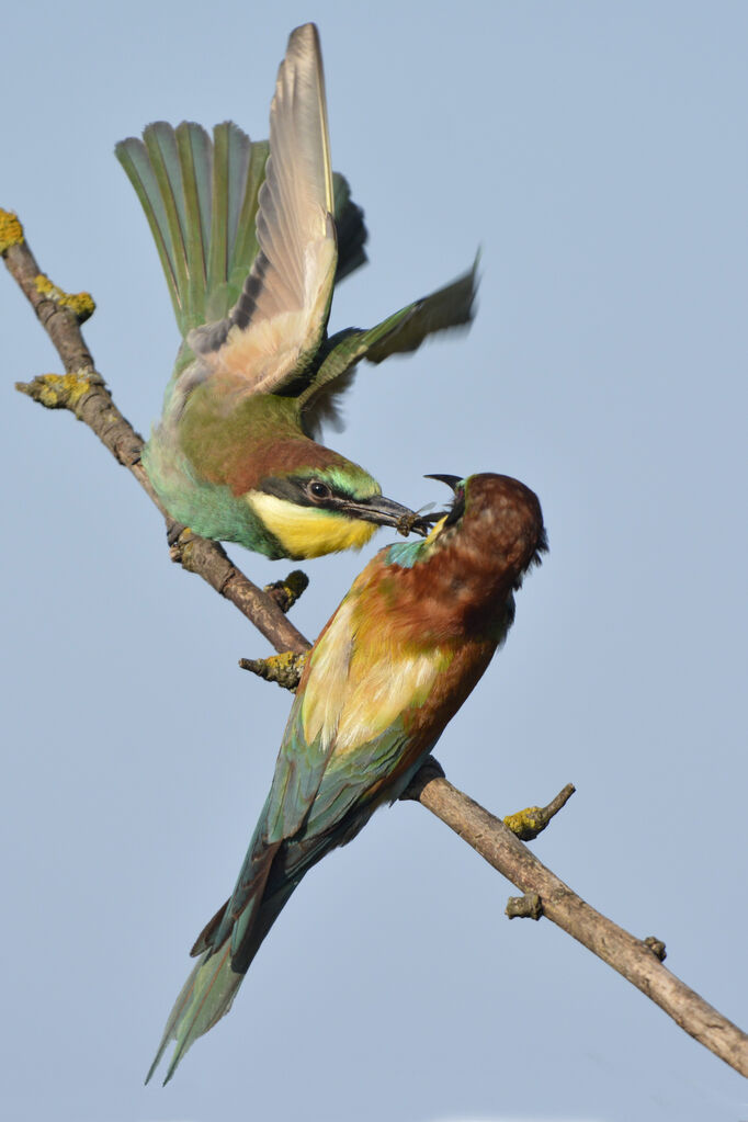 European Bee-eater