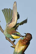 European Bee-eater