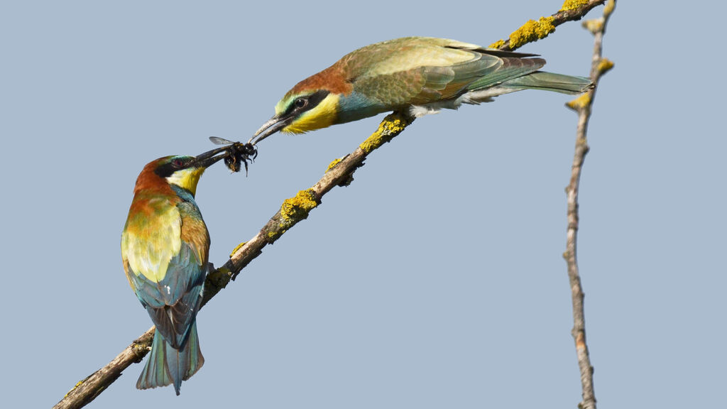 European Bee-eater, Behaviour