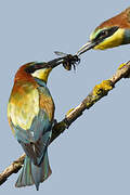 European Bee-eater