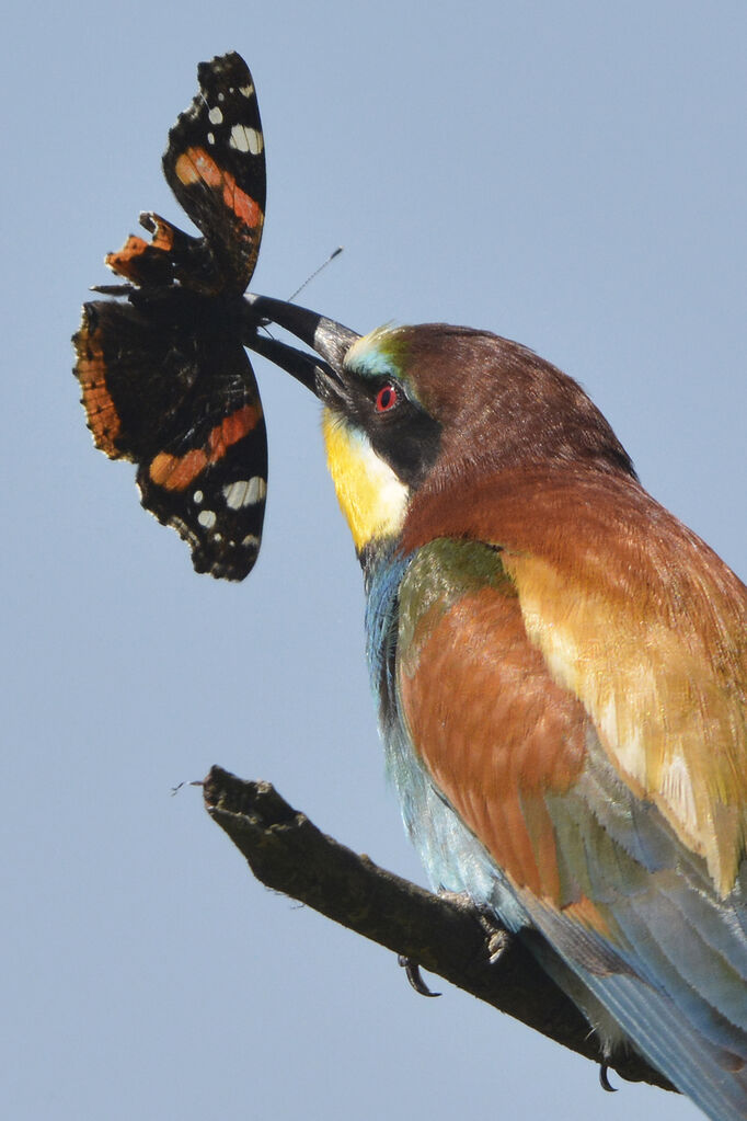 European Bee-eater