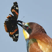 European Bee-eater