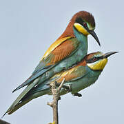 European Bee-eater