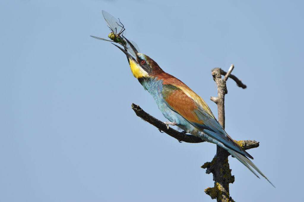 European Bee-eater