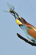 European Bee-eater