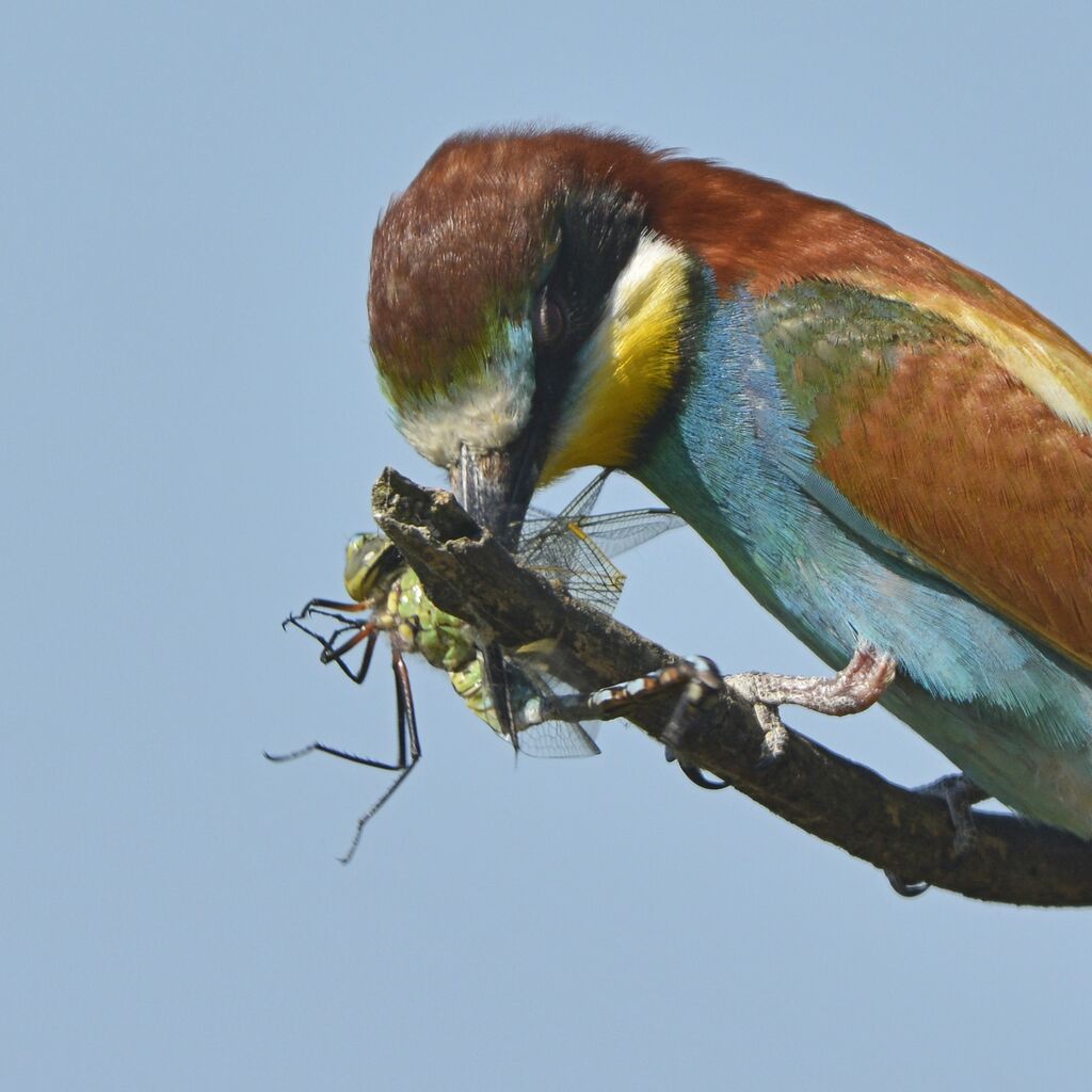 European Bee-eater, feeding habits