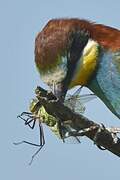 European Bee-eater