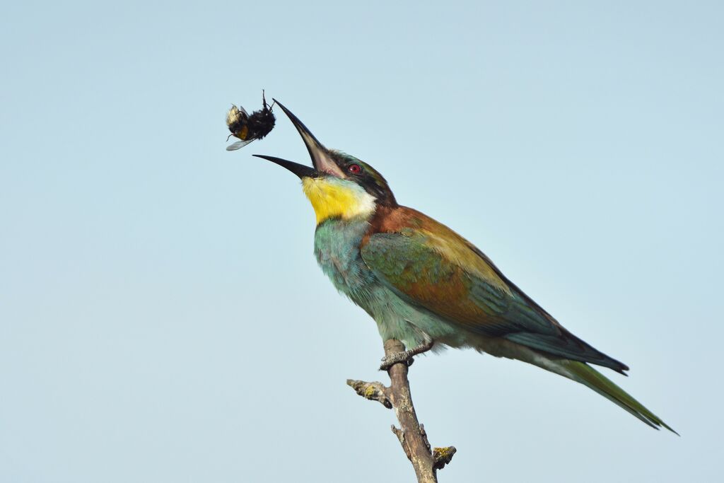 European Bee-eater