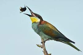 European Bee-eater