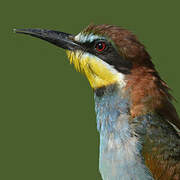 European Bee-eater