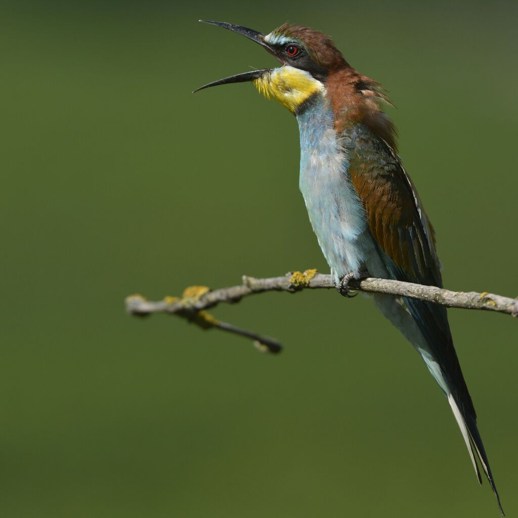 European Bee-eateradult