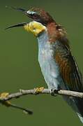 European Bee-eater