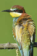 European Bee-eater