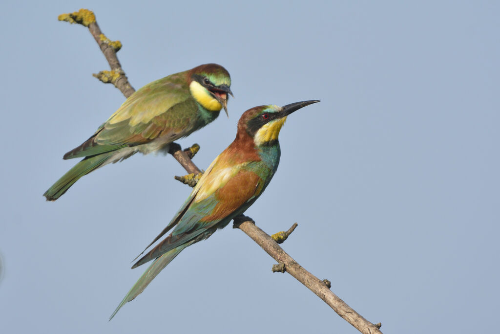 European Bee-eater