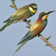 European Bee-eater