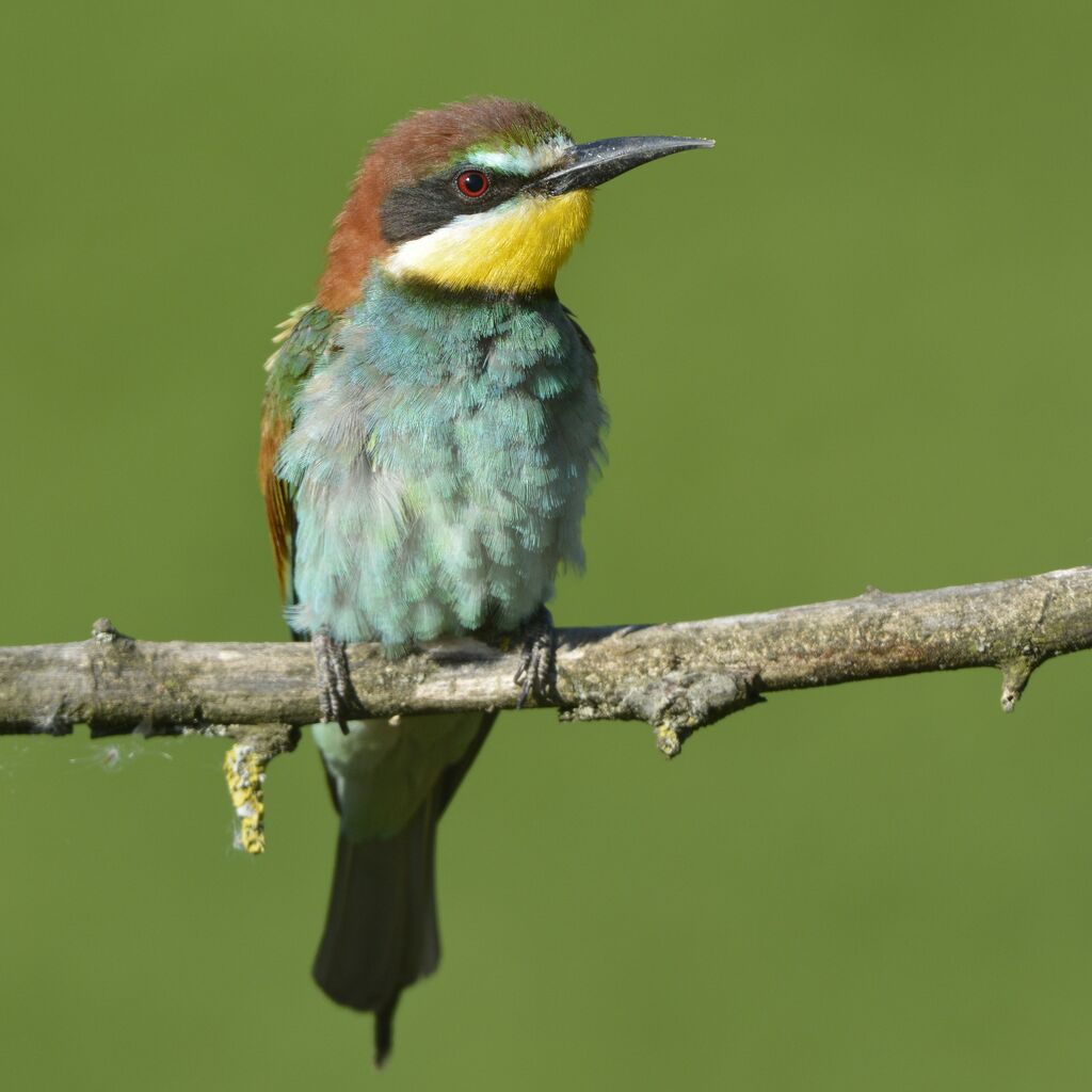 Guêpier d'Europeadulte, identification