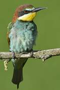 European Bee-eater