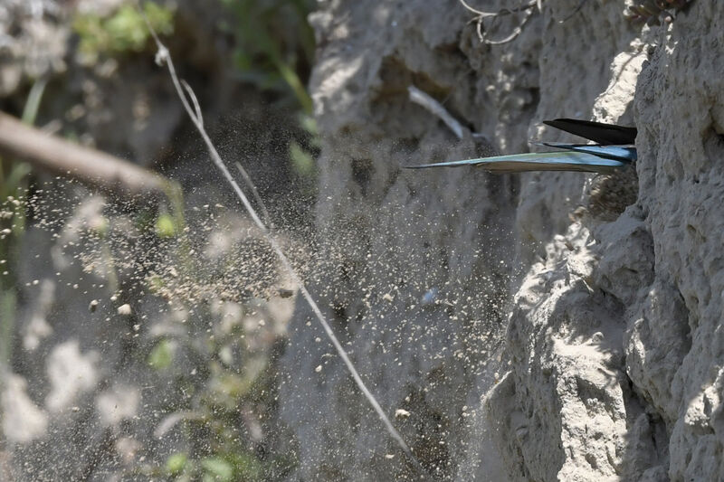 European Bee-eateradult, Reproduction-nesting