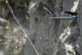 European Bee-eater