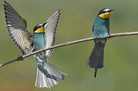 European Bee-eater