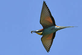 European Bee-eater