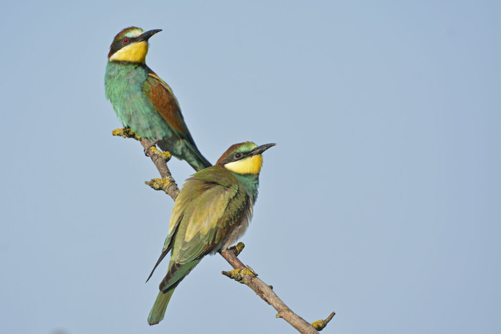 European Bee-eater