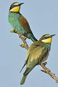 European Bee-eater