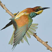 European Bee-eater