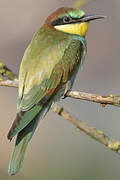 European Bee-eater