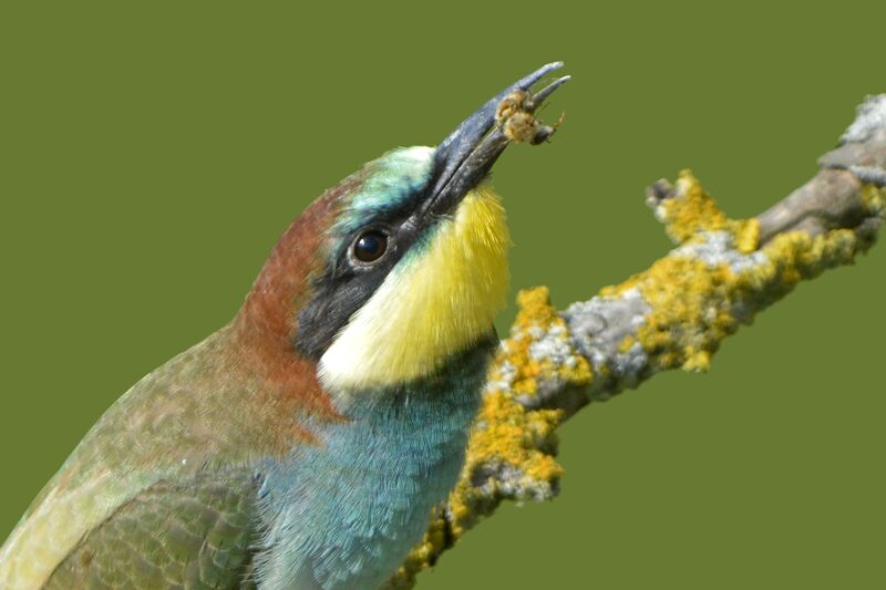 European Bee-eaterjuvenile, feeding habits