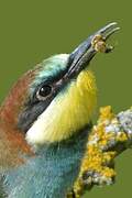 European Bee-eater