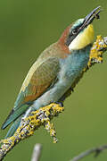 European Bee-eater