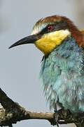 European Bee-eater