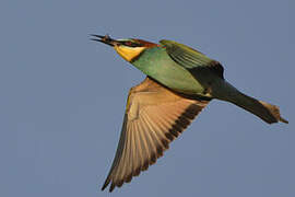 European Bee-eater