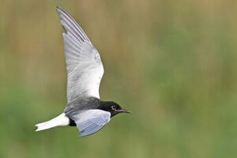 Guifette leucoptère