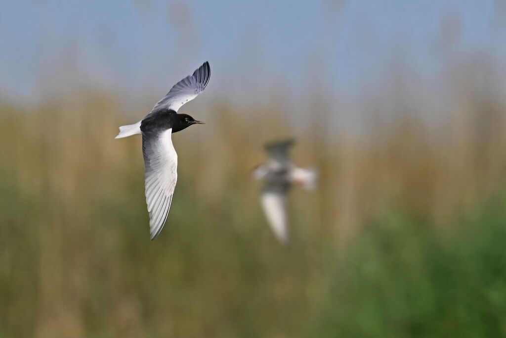 Guifette leucoptèreadulte nuptial, identification