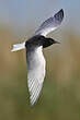 Guifette leucoptère