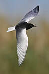 Guifette leucoptère