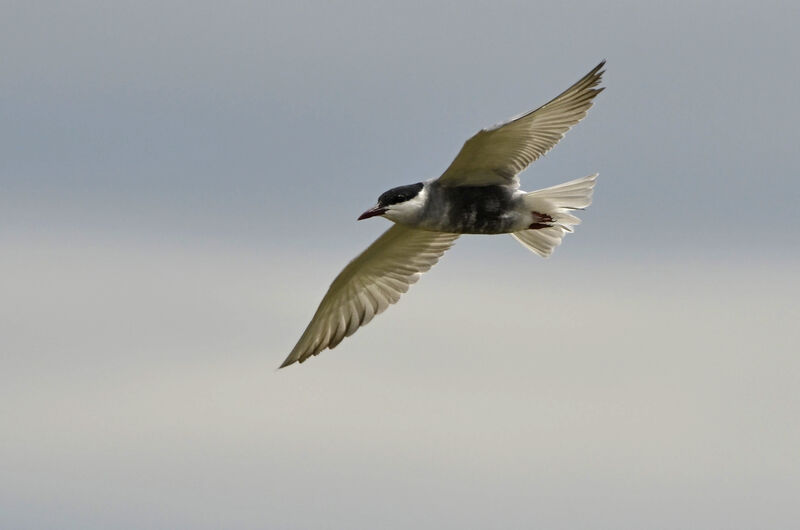 Whiskered Tern, Flight